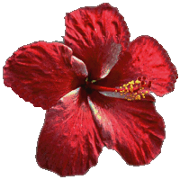 hibiscus